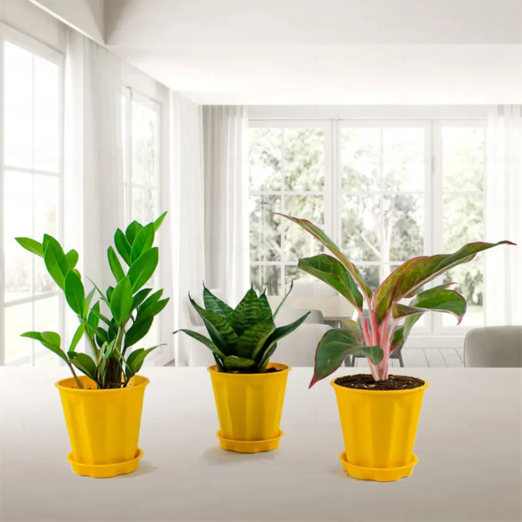 The Joy of Indoor Plants: Breathe Fresh, Live Green