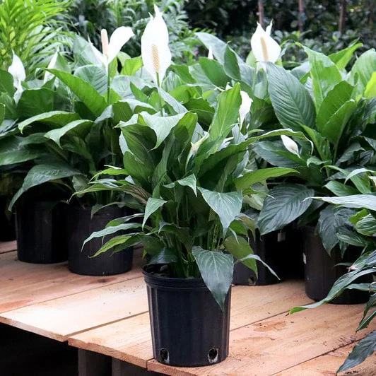 The Peace Lily: NASA’s Little Air-Purifying Superstar